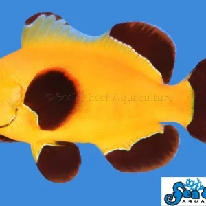 Clown - Maroon Gold Nugget
