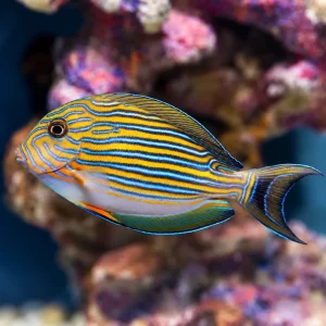 Clown Tang 3.25" WYSIWYG