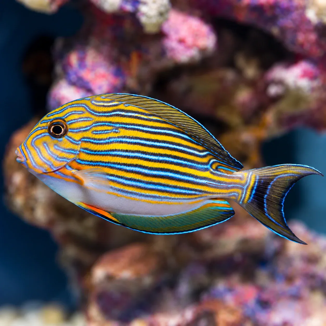 Clown Tang 3.25" WYSIWYG