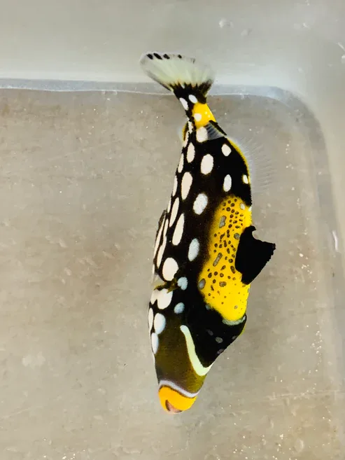 Clown Triggerfish - Image 2