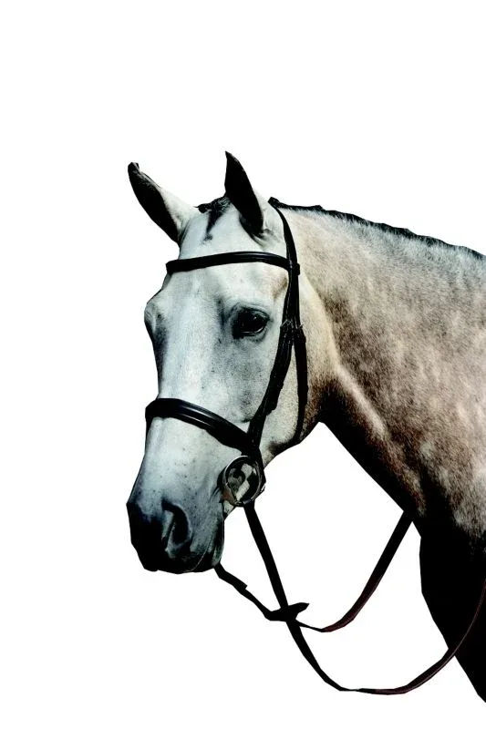 Collegiate Essential Cavesson Bridle - Image 2