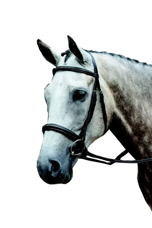 Collegiate Essential Fancy Cavesson Bridle
