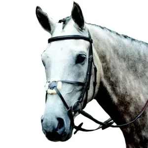 Collegiate Essential Figure 8 Bridle