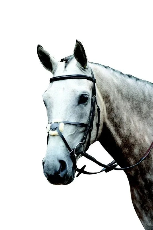 Collegiate Essential Figure 8 Bridle