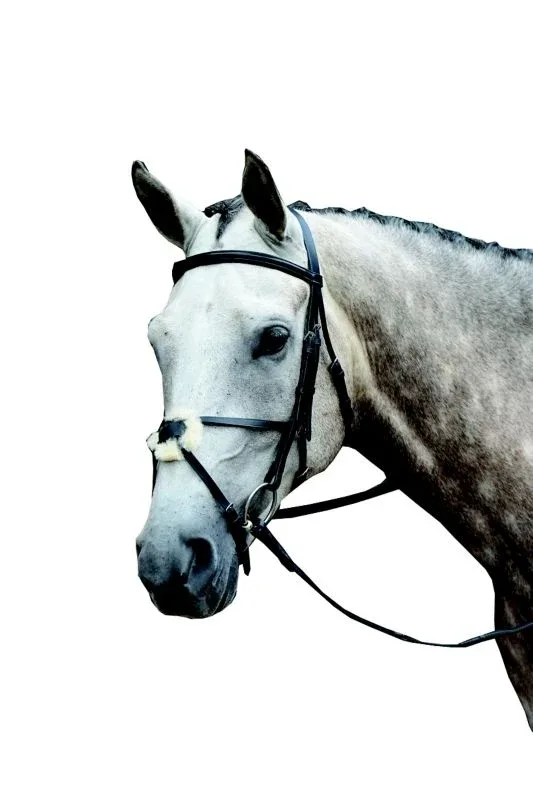 Collegiate Essential Figure 8 Bridle - Image 2
