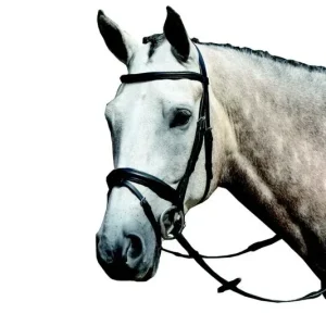 Collegiate Essential Flash Bridle
