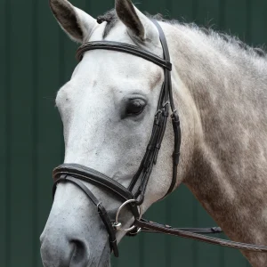 Collegiate® Essential Padded Raised Fancy-Stitched Flash Bridle