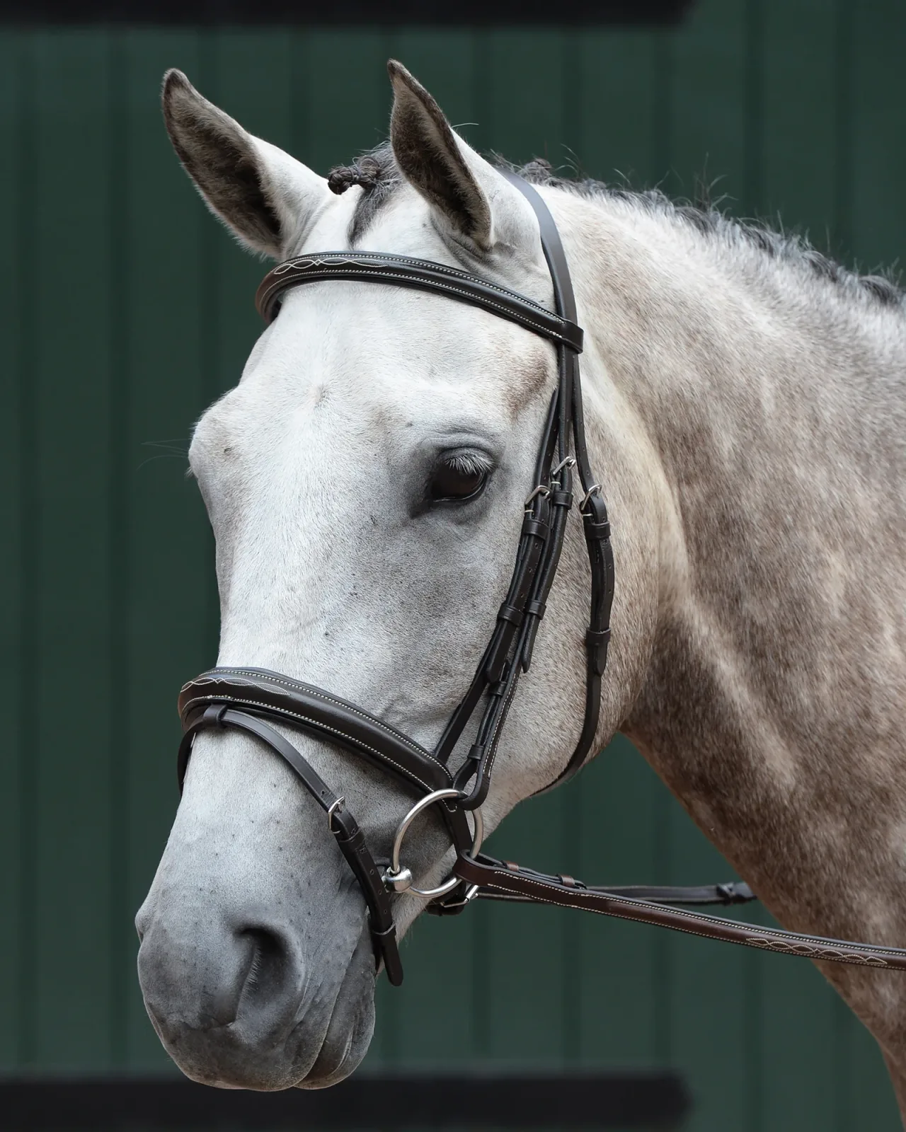 Collegiate® Essential Padded Raised Fancy-Stitched Flash Bridle