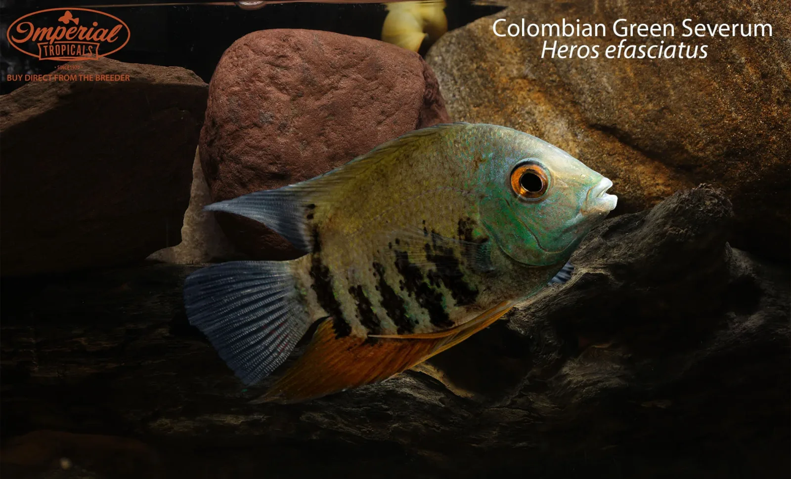 Colombian Green Severum (Heros efasciatus) - Image 2