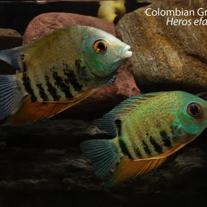 Colombian Green Severum (Heros efasciatus)