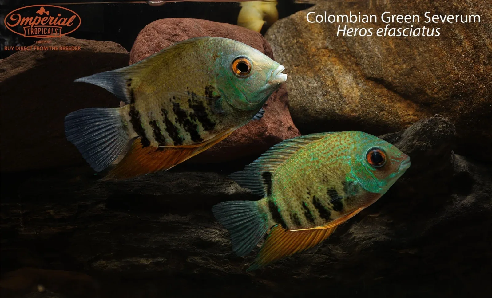 Colombian Green Severum (Heros efasciatus)