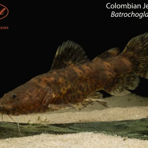 Colombian Jelly Catfish