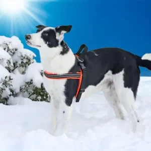 ComfortFlex Padded Sport Harness