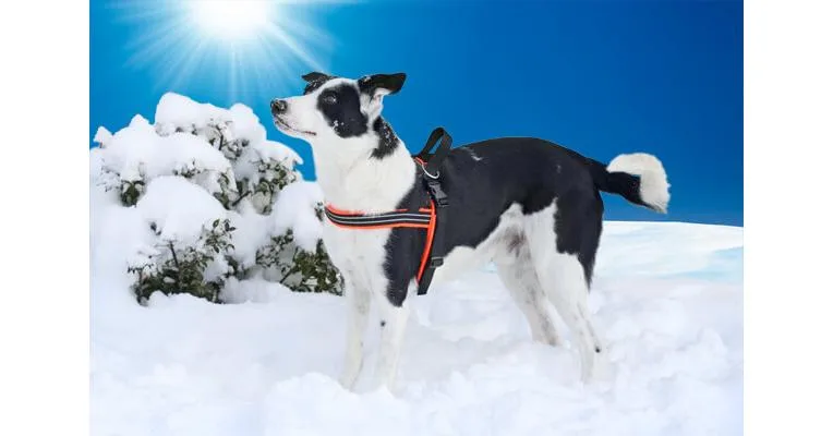 ComfortFlex Padded Sport Harness