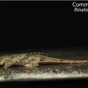 Common Whiptail (Rineloricaria parva)