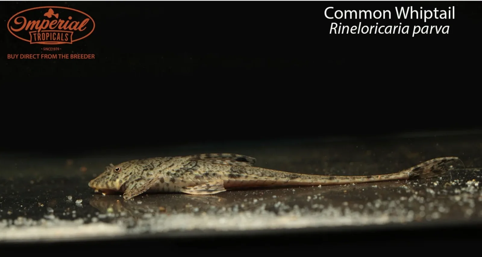 Common Whiptail (Rineloricaria parva)