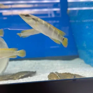 Compressiceps Dwarf Pike Cichlid