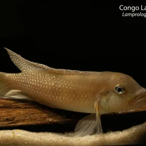 Congo Lamprologus
