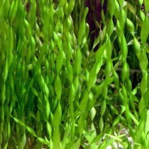 Contortion vallisneria
