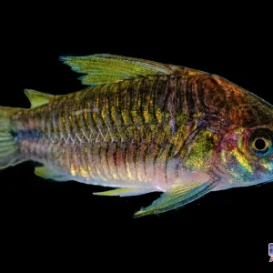 Cory - C123 Yellow Cat Med