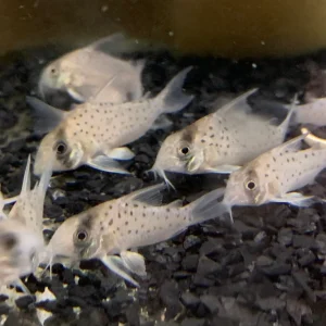 Cory - Fairy Spot