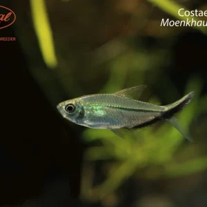 Costae Tetra (Moenkhausia costae)