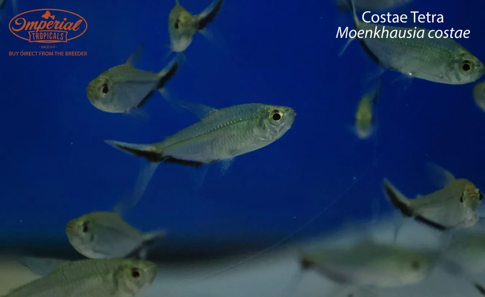 Costae Tetra (Moenkhausia costae) - Image 2