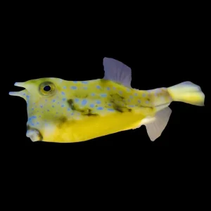 Cowfish Spiny Box Puffer (Lactoria diaphana) - SAQ Chicago Fish