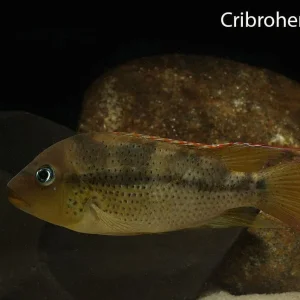 Cribroheros bussingi