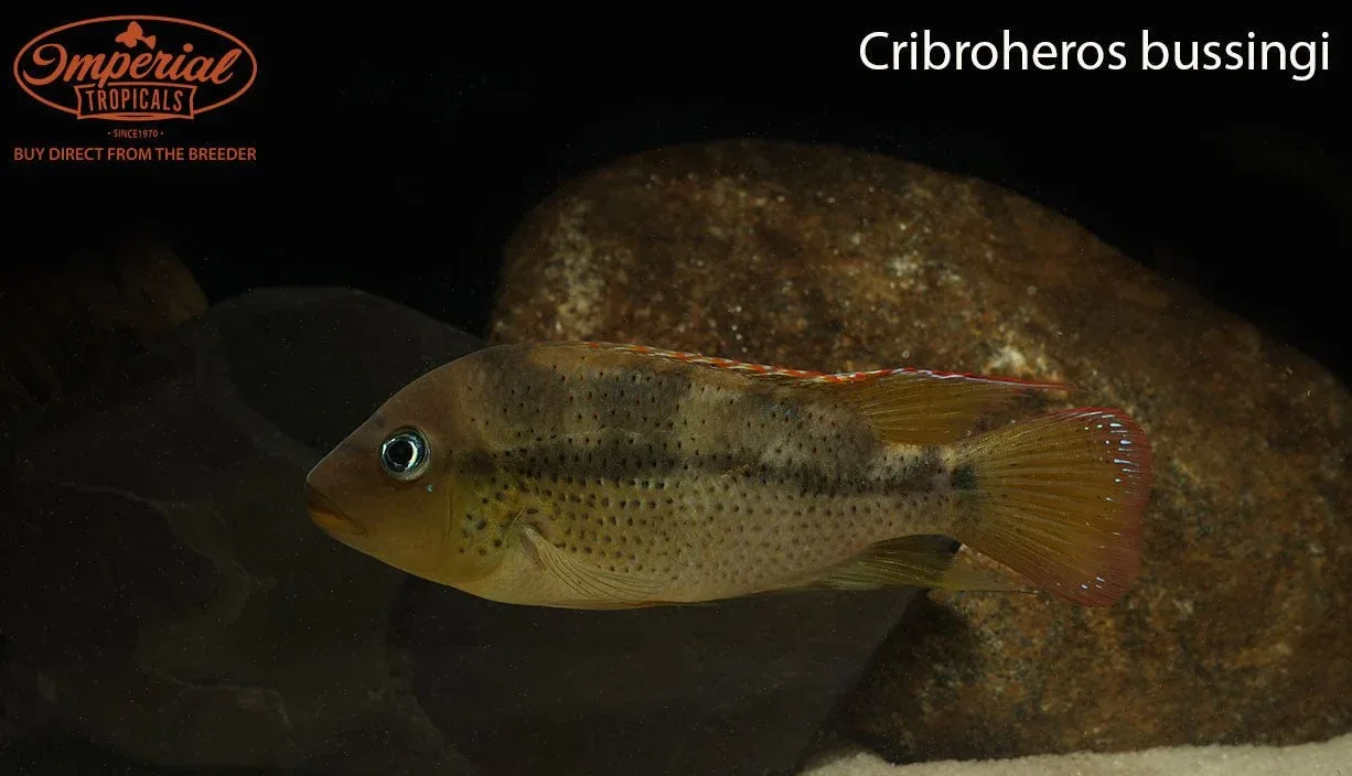 Cribroheros bussingi