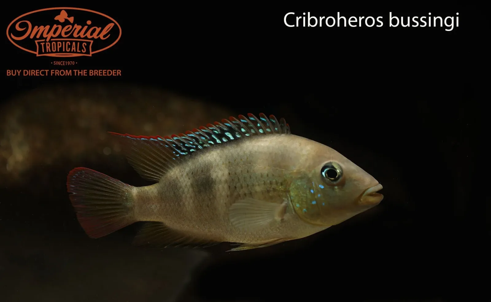 Cribroheros bussingi - Image 2