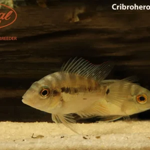 Cribroheros longimanus
