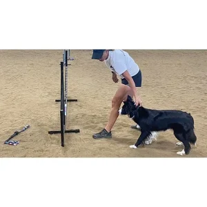 Critical Skills for Your Up & Coming Performance Dog
