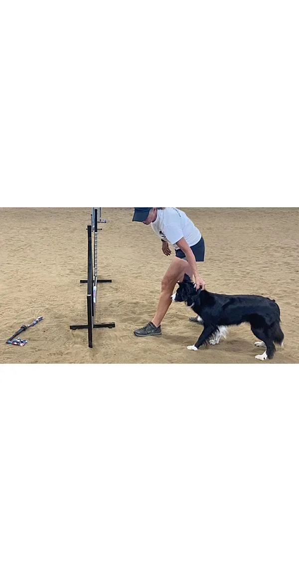 Critical Skills for Your Up & Coming Performance Dog