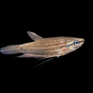 Croaking Gourami (Trichopsis vittata)
