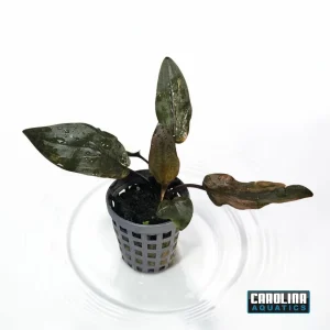 Crypt Wendtii Florida Sunset Potted