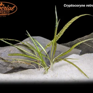 Cryptocoryne retrospiralis