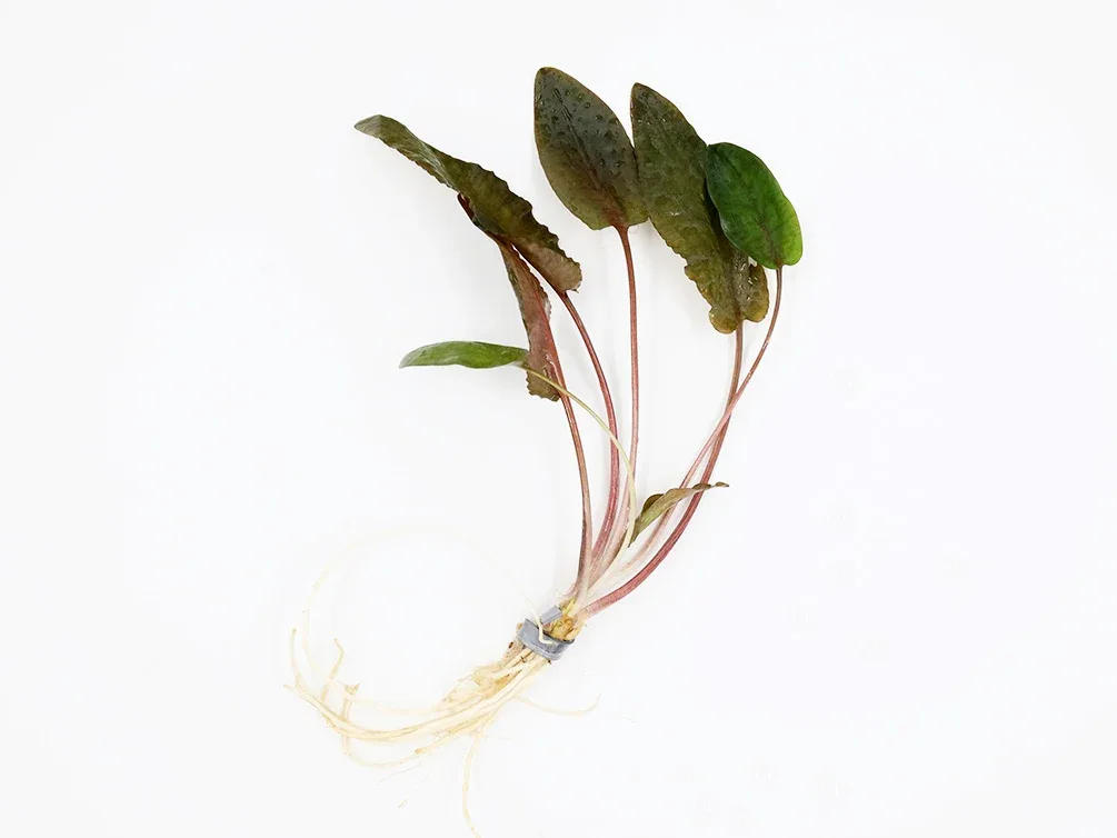 Cryptocoryne Wendtii "Tropica" (Cryptocoryne Wendii "Tropica") - Image 2