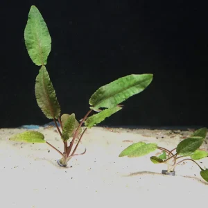 Cryptocoryne Wendtii "Tropica" (Cryptocoryne Wendii "Tropica")