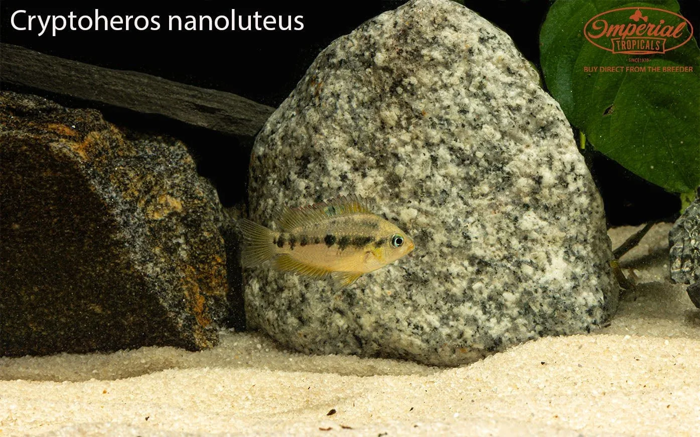 Cryptoheros nanoluteus - Image 2