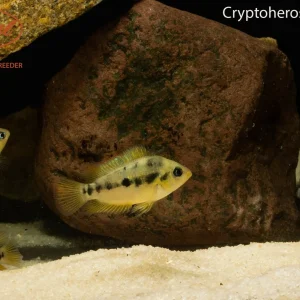 Cryptoheros nanoluteus