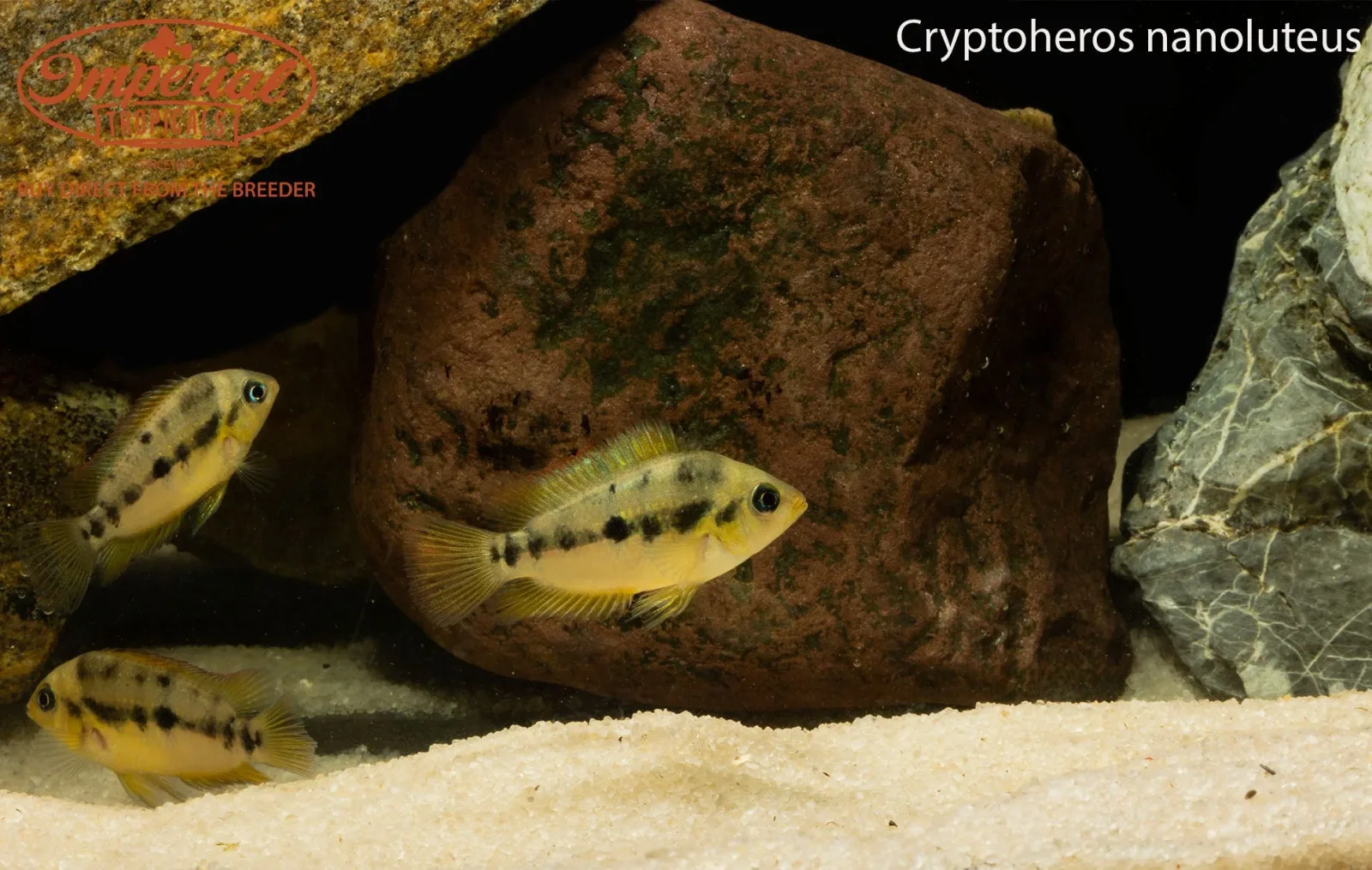 Cryptoheros nanoluteus