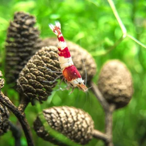 Crystal Red Shrimp (Caridina cantonensis, A-S Grade), Tank-Bred