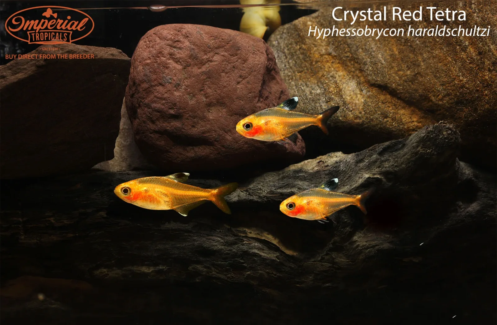 Crystal Red Tetra - Image 2