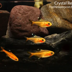 Crystal Red Tetra