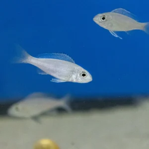 Cyathopharynx foai "Kachese"