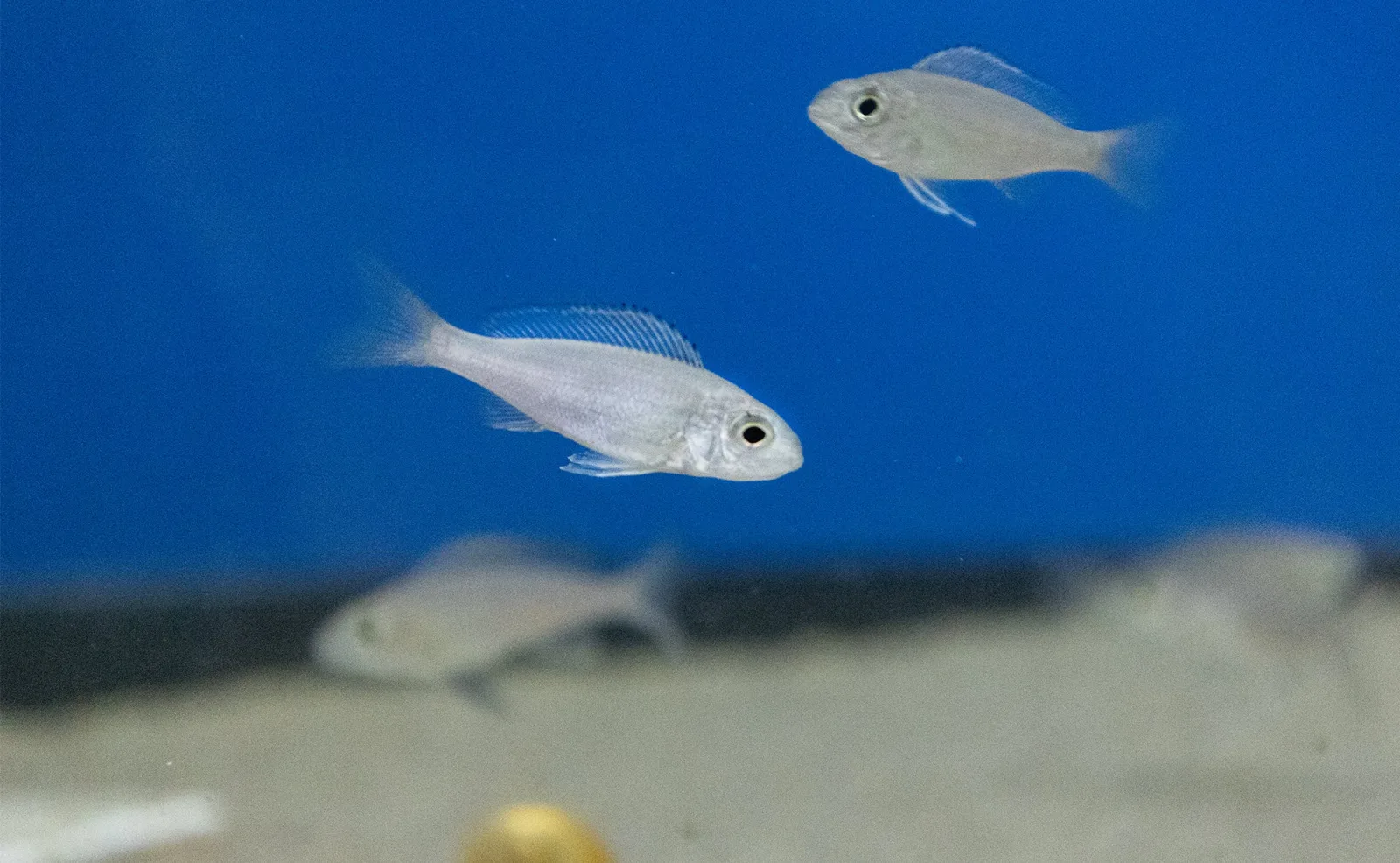 Cyathopharynx foai "Kachese"