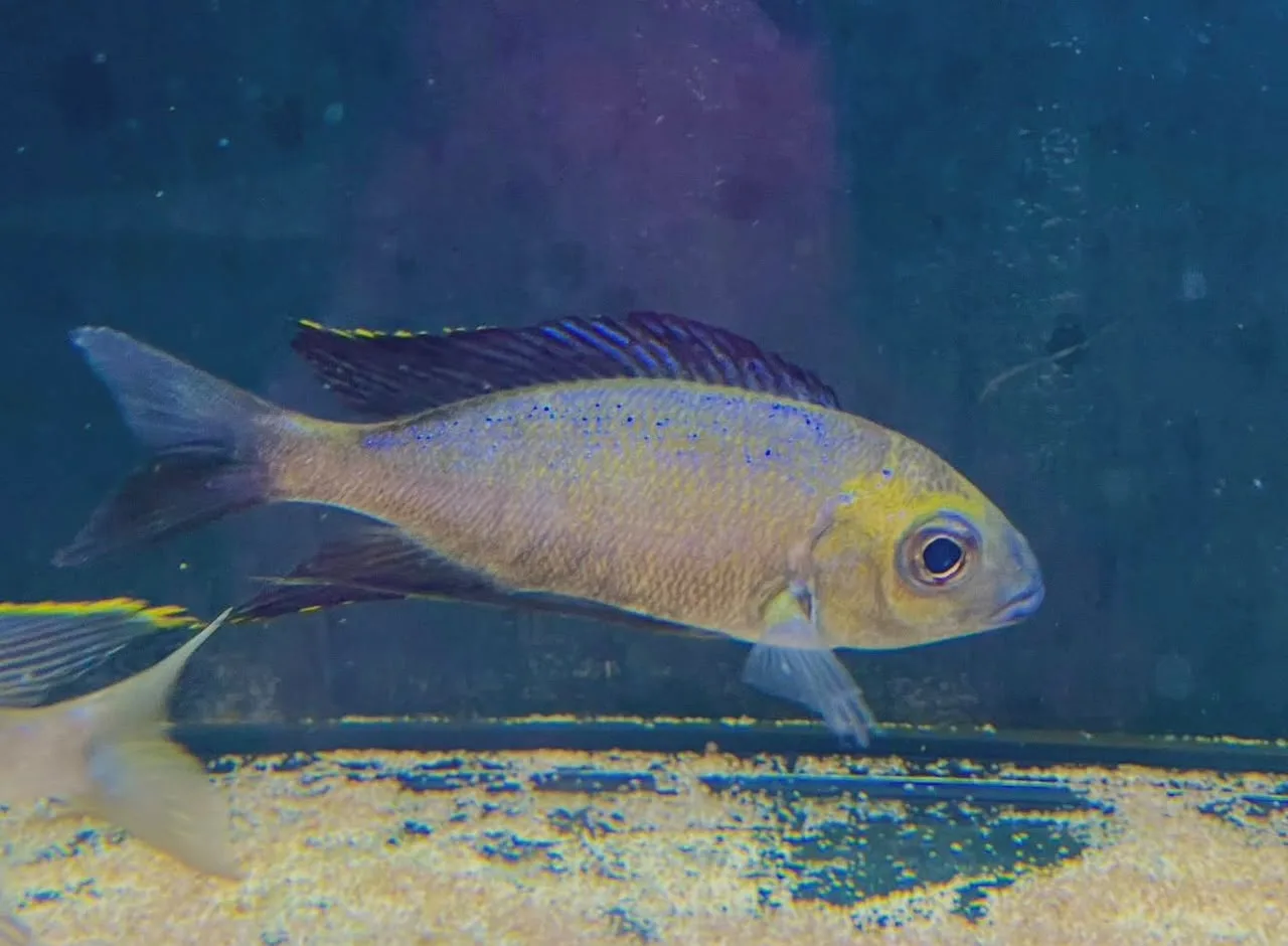 cyathopharynx furcifer halembe