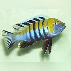 Cynotilapia afra Jalo Reef
