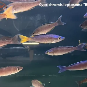 Cyprichromis leptosoma "Blue Flash"